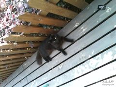 悠闲的黑猫咪-榖屋house of flour(张江首店)