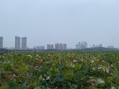 -月湖风景区