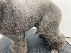 -comecome来吧宠物(奥克斯中心店)