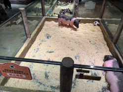 -造物庄园 萌宠纪(苏州湾歌林公园店)