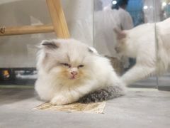 -楼上猫咖(罗湖店)