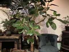 -植觉