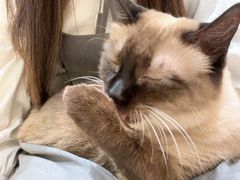 -藏猫猫咖啡主题馆(中央大道店)