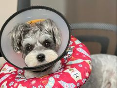 -瑞鹏瑞爱宠物医院·全科·猫科·血液透析中心(龙头寺店)