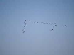 -盐城丹顶鹤湿地生态旅游区