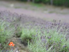-富田农场