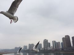 -绵阳人民公园(涪城区)