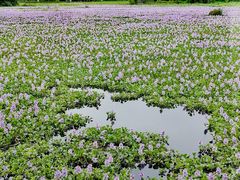 -白鹭湾湿地公园