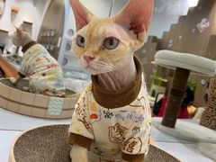 -COLOR PETS 撸猫馆·购猫·猫咖(长风大悦城店)