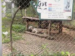-合肥野生动物园