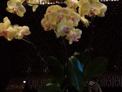 -丽晶轩中餐厅(重庆丽晶酒店)