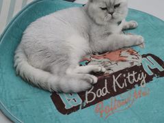 -糯米喵星人·撸猫猫舍咖啡馆(西市场嘉华店)