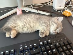 -小猫来了猫舍(福田店)