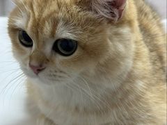 -御宝贝·A梦猫科宠物医院(国际猫友好医院)