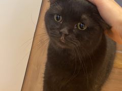 -啵啵喵·猫咖(攀华国际店)