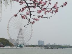 -无锡蠡湖国家湿地公园-蠡园