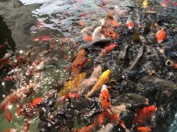 -上美四季动物农场