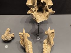 -贵州省博物馆(新馆)