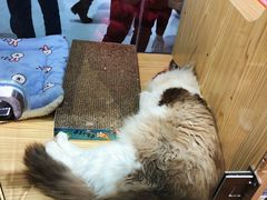 -屋虎猫馆(宝安大仟里店)