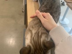 -Cappucimeow猫咪咖啡馆(韦伯时代店)