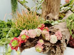 -深圳仙湖植物园