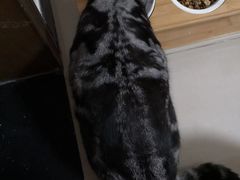 -猫大福·Fortune Cat猫舍(百子湾店)