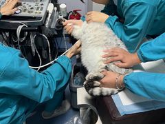 -pd派德宠物中心医院24H急重症·眼科中心·血液透析中心(嵩山北路店)