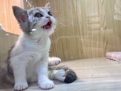 -屋虎猫馆(宝安大仟里店)