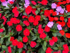 -庐山风景区花径公园