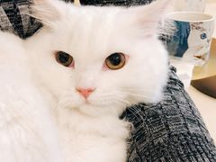 -飞行喵MR PILOT|猫舍·猫咖(静安大融城店)