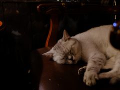 -不舍昼夜咖啡馆