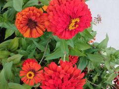 -精武路第一家(吉庆街店)