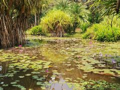 -中国科学院西双版纳热带植物园