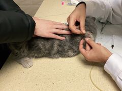 -安安宠医·安宠宠物医院