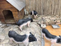 -HERRE·FARM 赫尔露营农场·团建聚会包场