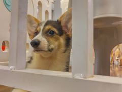 -柯斗斗主题餐厅·狗咖·围炉煮茶·茶饮(国瑞升平里店)