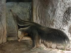 -深圳野生动物园