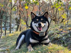 -帕帕拉兹宠物(亚洲旗舰店)