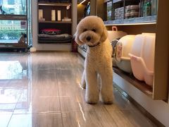 -悠尼宠物·独立低压伊珊娜洗护·美容·寄养(兰谷路店)