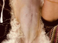 -达爱动物医院·犬猫分区·CT·复杂眼科(远洋山水分院)