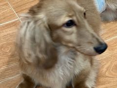 -和它·交个朋友·狗咖猫咖(爱琴海店)