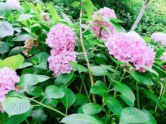 -合肥滨湖国家森林公园