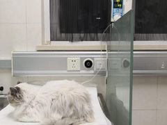 -北京观赏动物医院·24小时大型综合·猫专科·异宠专科