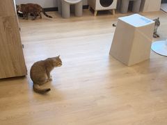 -有喵·猫咖·狗咖·30几只猫10只小狗(岗厦店)