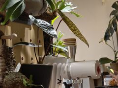 -本無咖啡·BeanWood Coffee