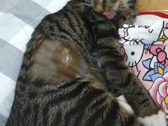-瑞鹏宠物医院·猫科·宠保定点(梅溪湖分院)