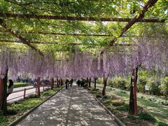 -嘉定紫藤园