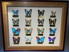 -上海昆虫博物馆