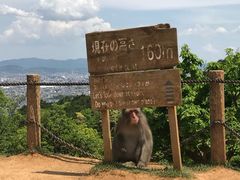 -岚山猴子公园