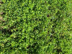 -兴福老面馆(寺路街店)